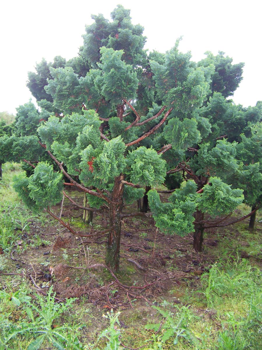 Chamaecyparis obtusa 'Nana Gracilis' solitair