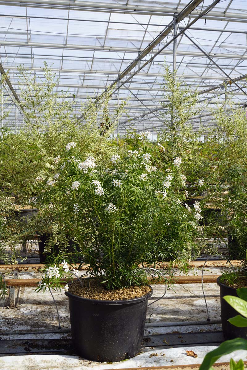 Choisya ternata 'Londaz' meerstammig / struik meerstammig