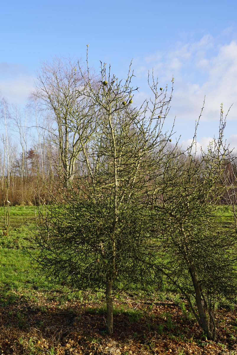 Citrus trifoliata Tuinplanten