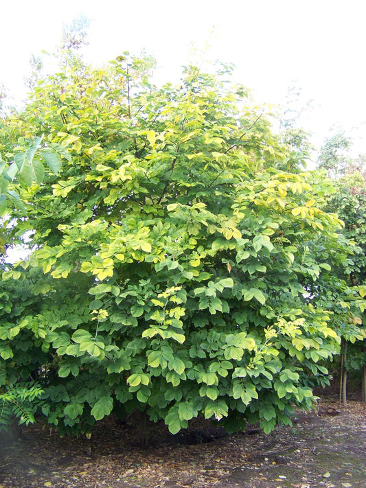 Cladrastis kentukea meerstammig / struik meerstammig