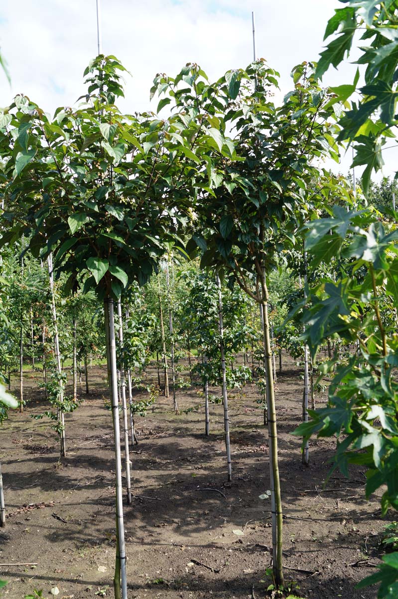 Clerodendrum trichotomum fargesii op stam op stam