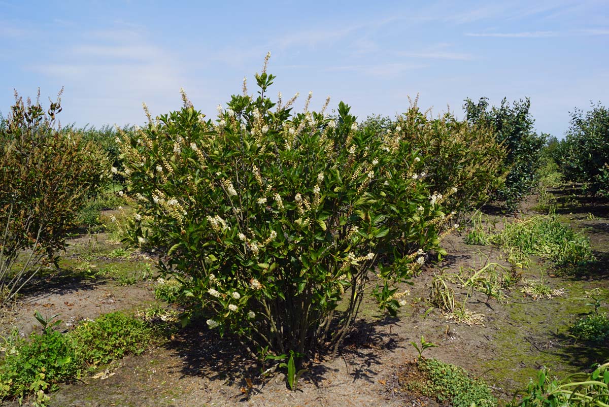 Clethra alnifolia 'Pink Spire' meerstammig / struik meerstammig