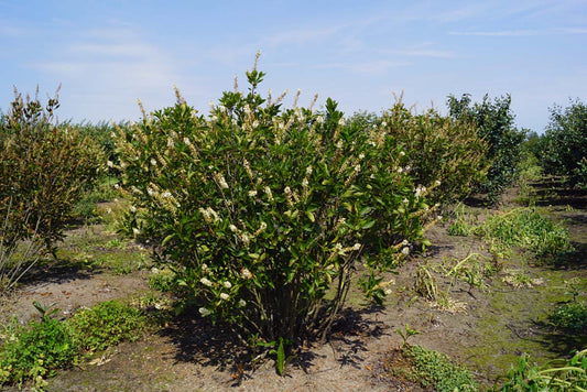 Clethra alnifolia 'Pink Spire' meerstammig / struik meerstammig