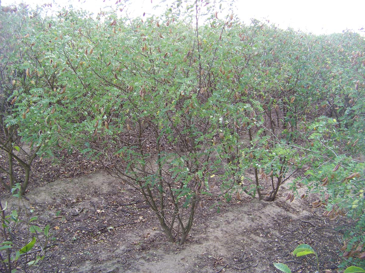 Colutea arborescens meerstammig / struik meerstam