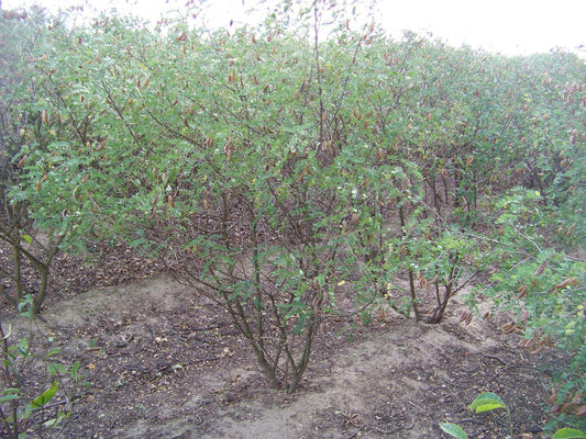 Colutea arborescens meerstammig / struik meerstam