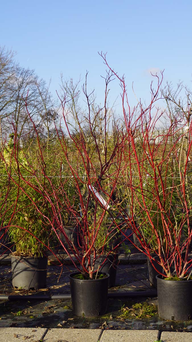 Cornus alba 'Aurea' meerstammig / struik meerstammig