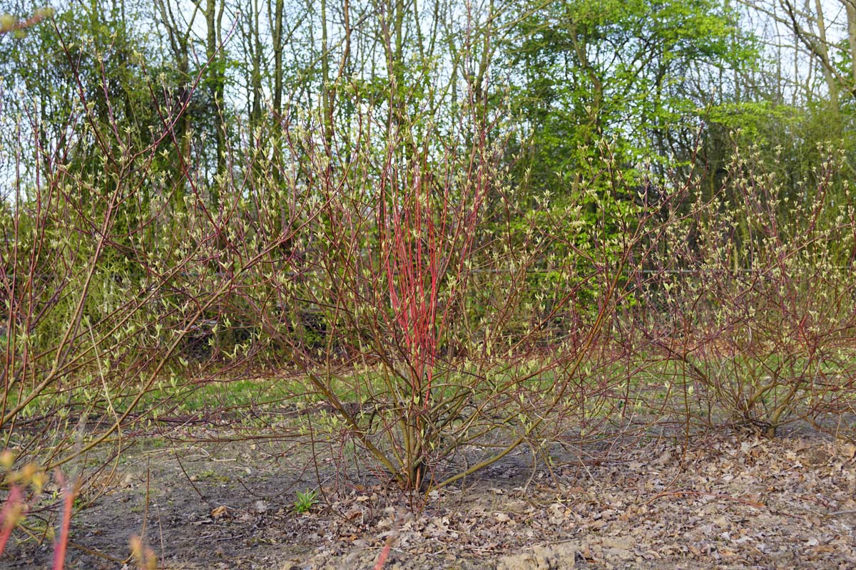 Cornus alba 'Elegantissima' meerstammig / struik struik