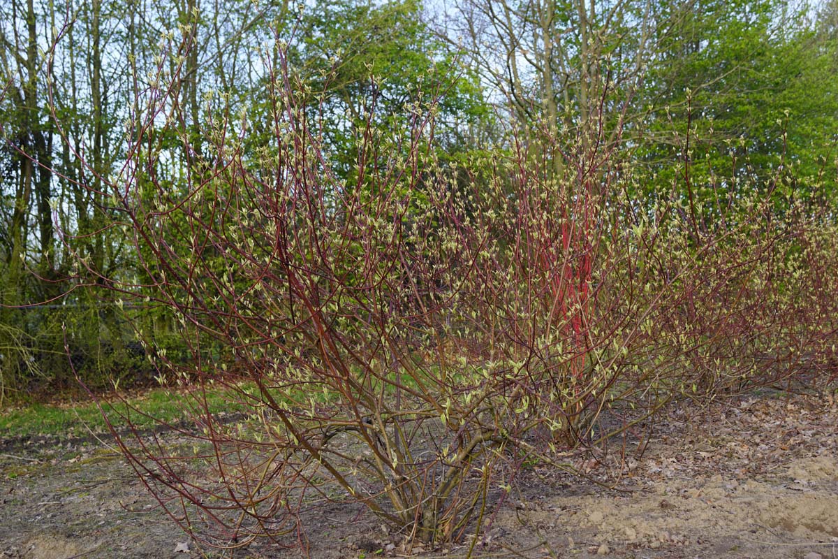 Cornus alba 'Elegantissima' meerstammig / struik struik