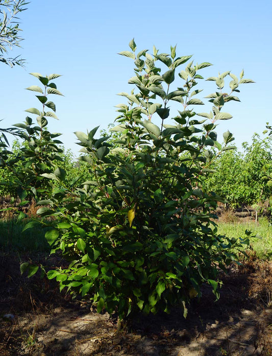 Cornus alba 'Sibirica' meerstammig / struik struik