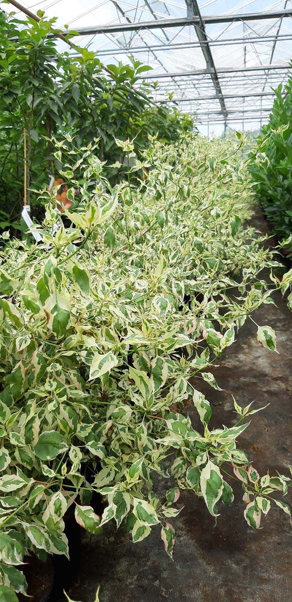 Cornus alternifolia 'Argentea' meerstammig / struik struik