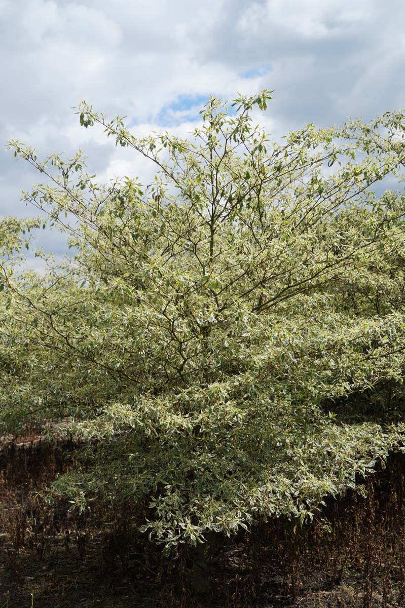 Cornus alternifolia 'Argentea' meerstammig / struik struik