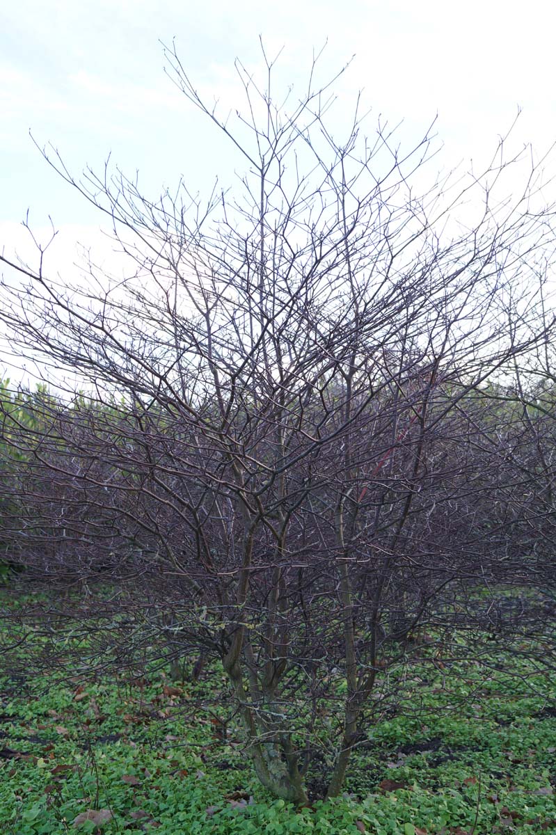 Cornus alternifolia 'Argentea' meerstammig / struik struik