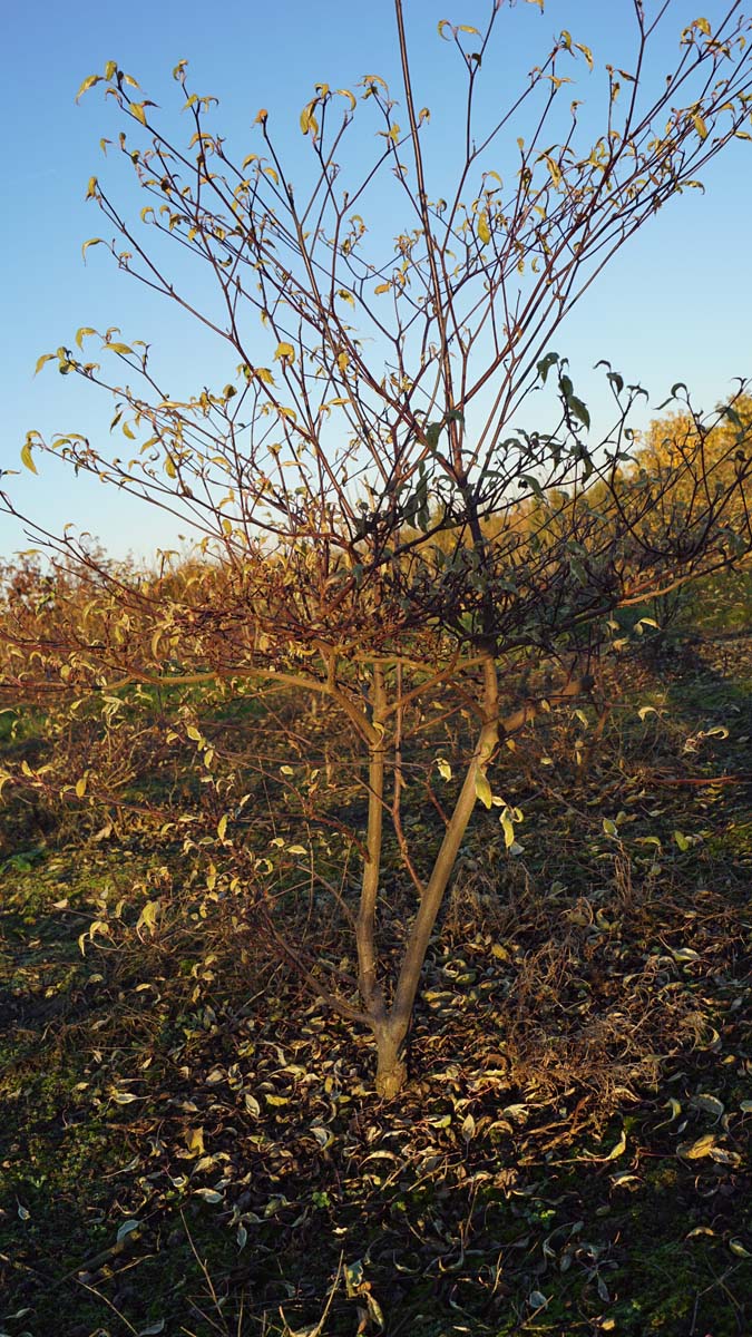 Cornus alternifolia 'Argentea' meerstammig / struik struik