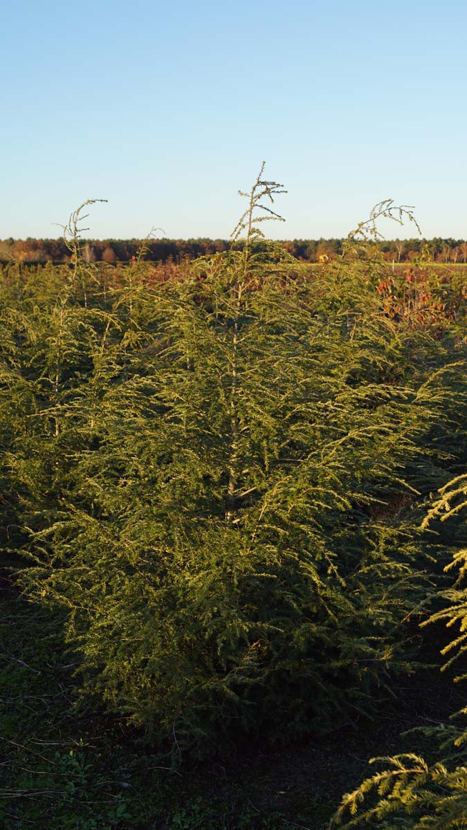 Cornus alternifolia 'Wstackman' meerstammig / struik struik