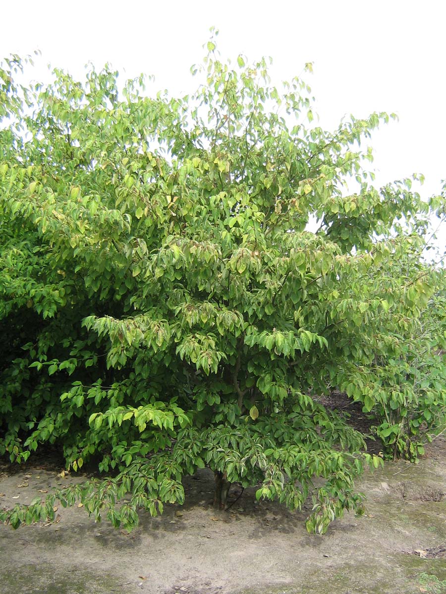 Cornus controversa meerstammig / struik struik