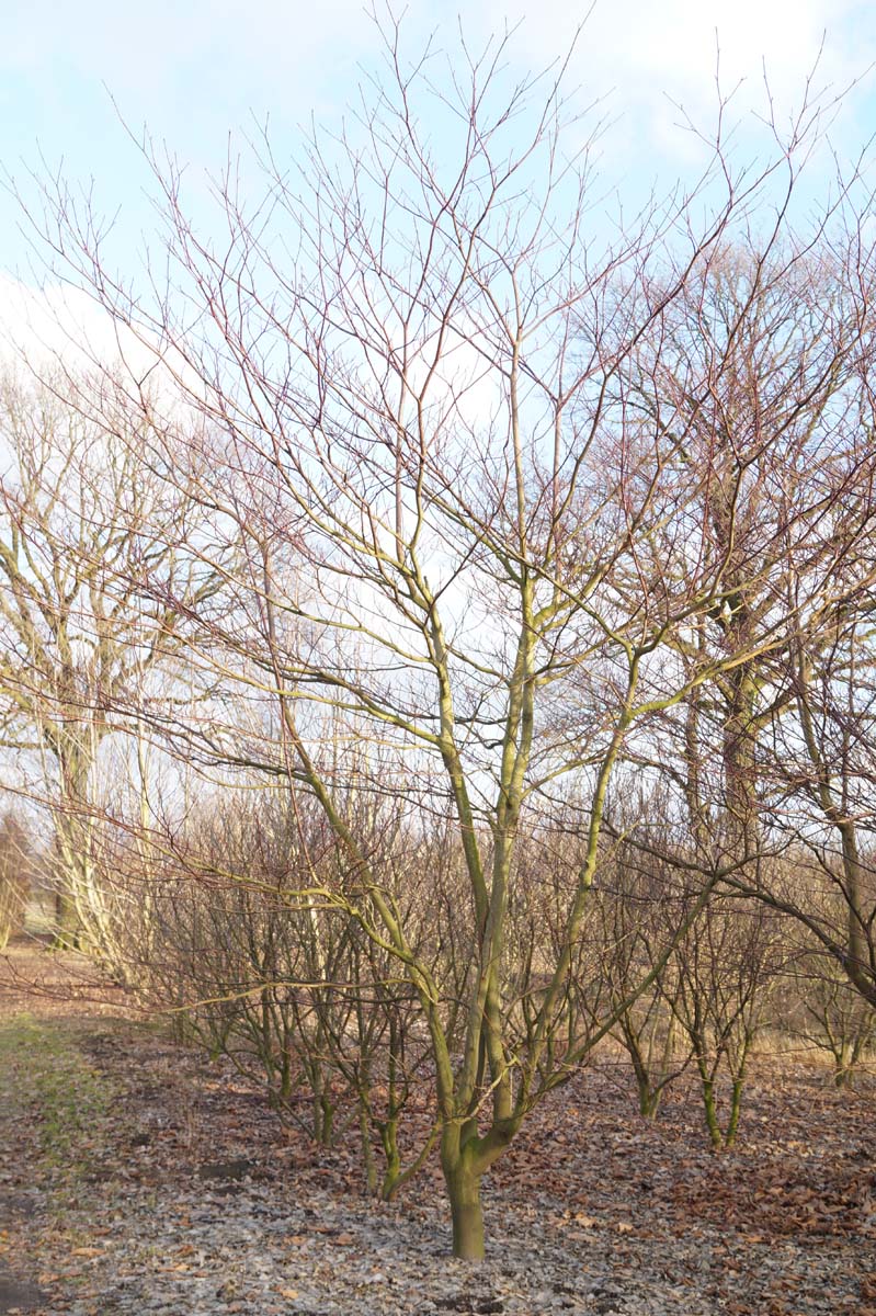 Cornus controversa meerstammig / struik struik