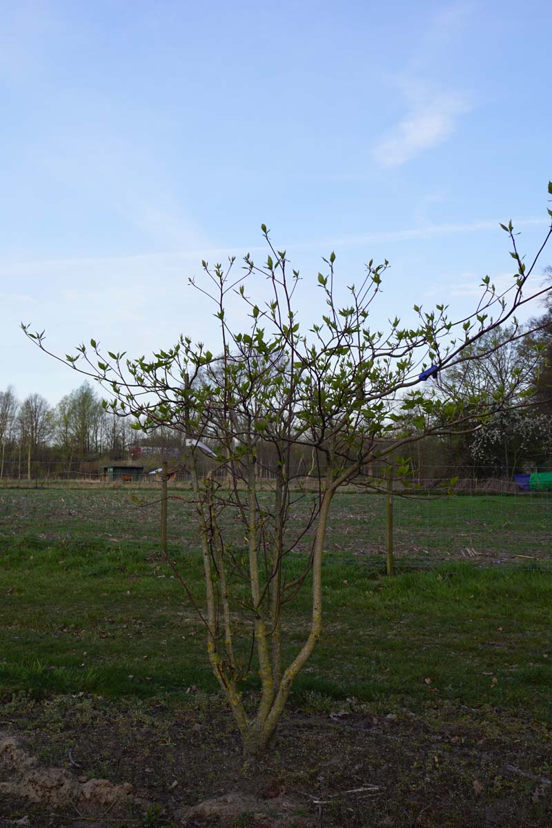 Cornus controversa meerstammig / struik struik