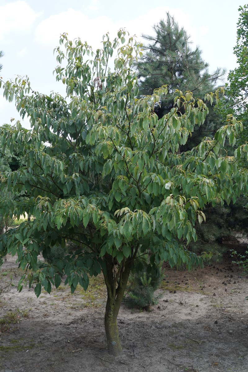 Cornus controversa solitair solitair