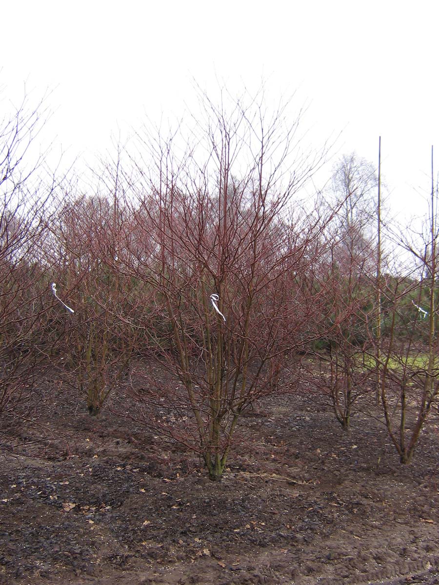 Cornus controversa 'Pagoda' meerstammig / struik struik
