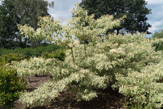 Cornus controversa 'Variegata' meerstammig / struik struik