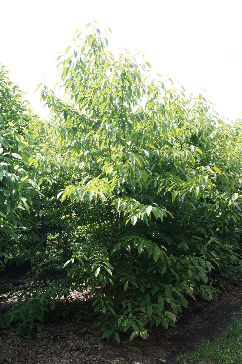 Cornus florida meerstammig / struik struik