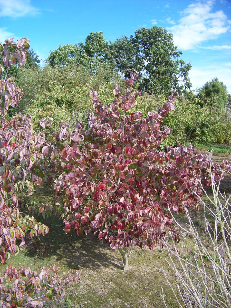 Cornus florida meerstammig / struik struik
