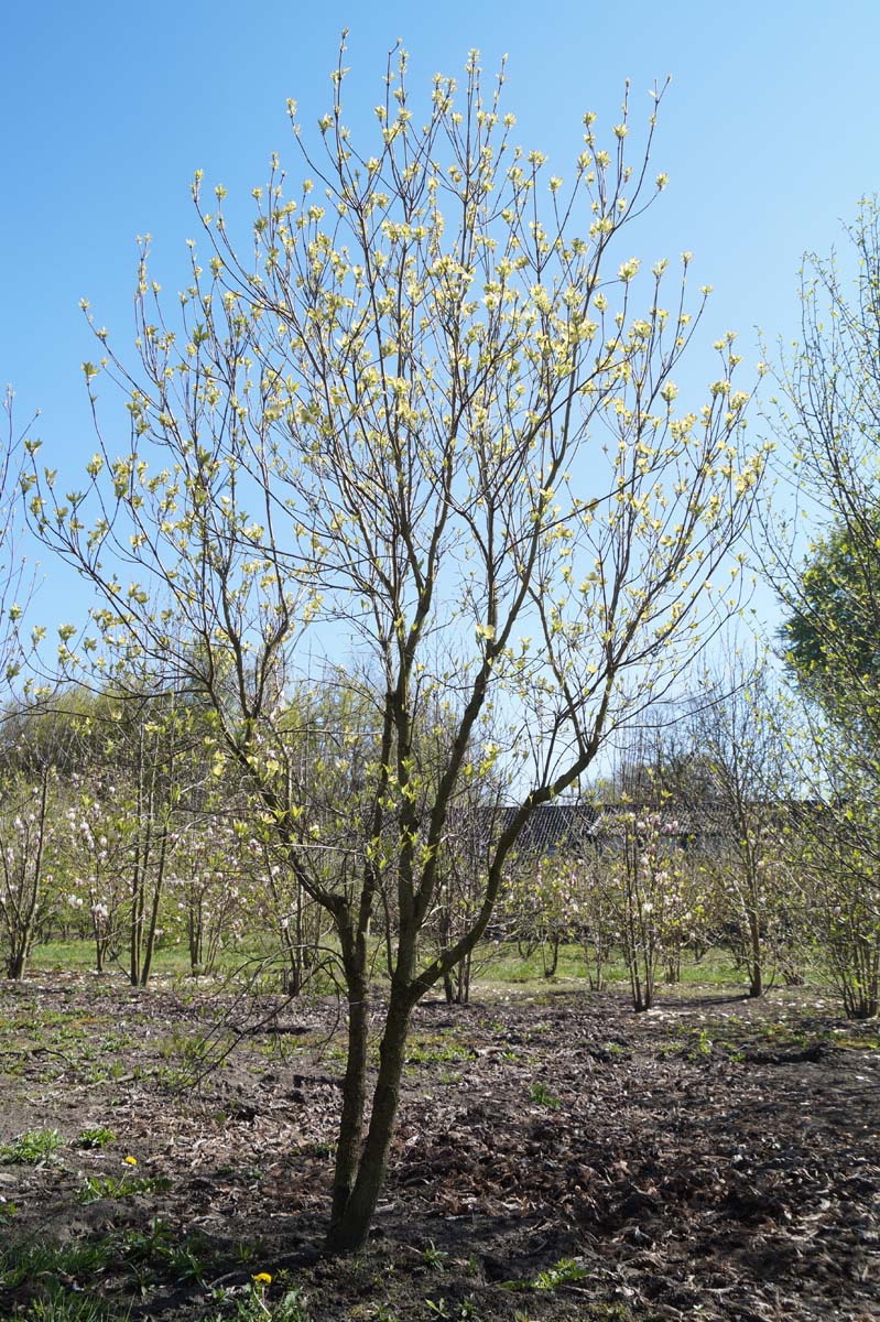 Cornus florida meerstammig / struik struik