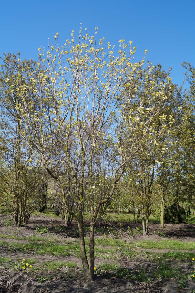 Cornus florida meerstammig / struik struik