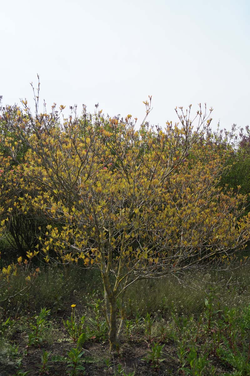 Cornus florida 'Cherokee Chief' meerstammig / struik struik