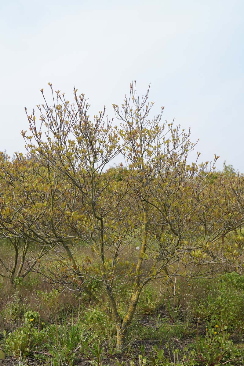 Cornus florida 'Cherokee Chief' meerstammig / struik struik