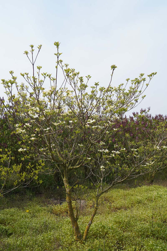 Cornus florida 'Cloud Nine' meerstammig / struik struik