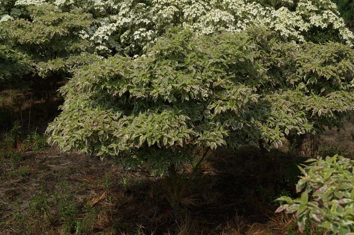Cornus florida 'Daybreak' Tuinplanten struik