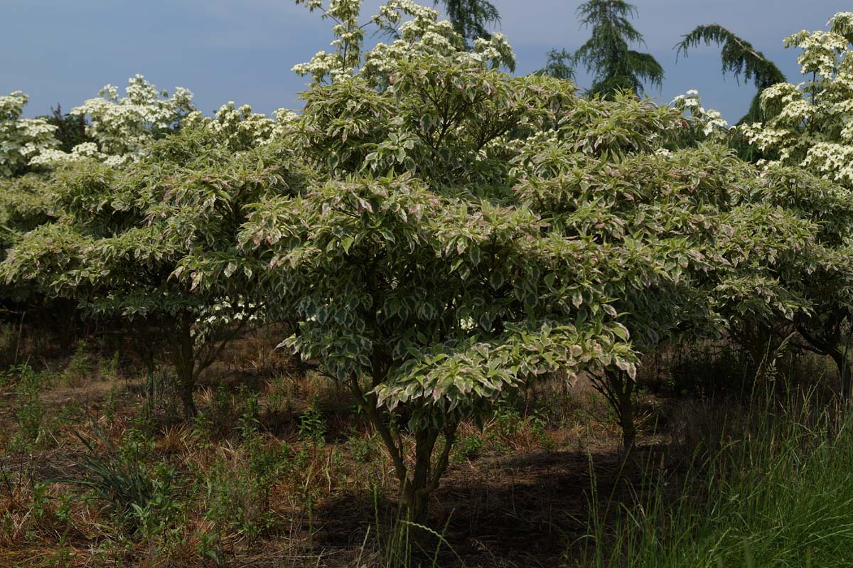 Cornus florida 'Daybreak' Tuinplanten struik