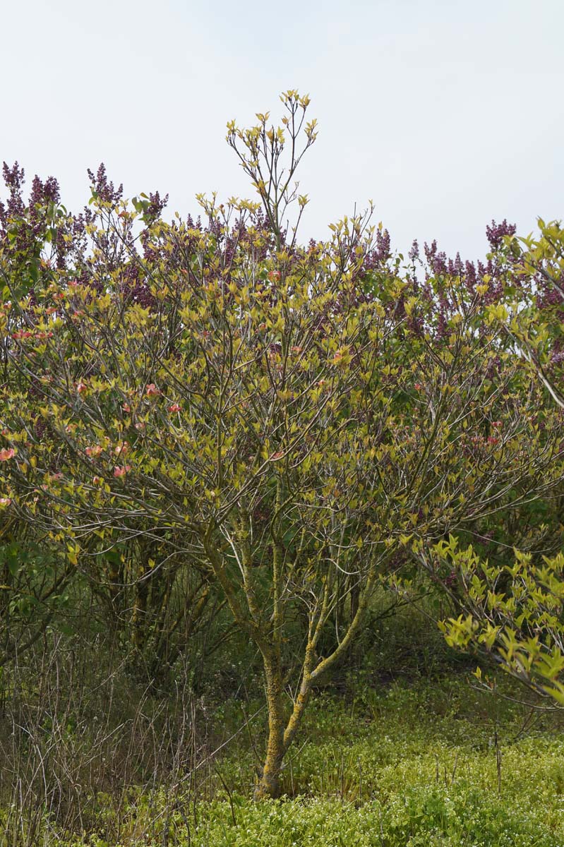 Cornus florida 'Purple Glory' struik