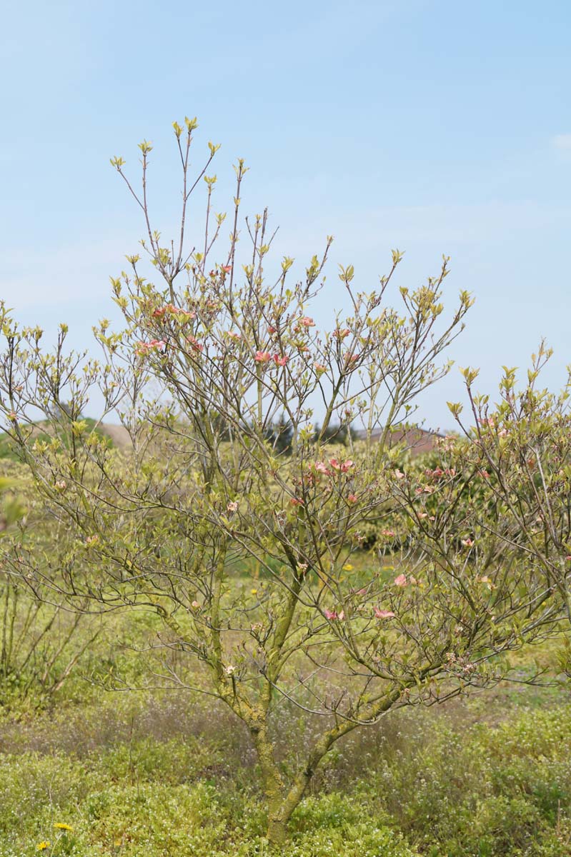 Cornus florida 'Purple Glory' struik