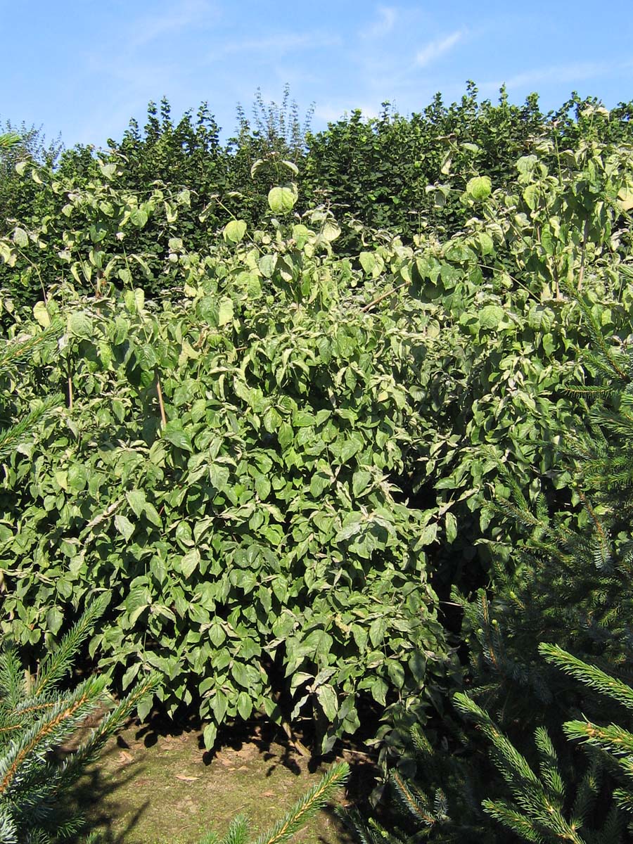 Cornus florida rubra Tuinplanten struik