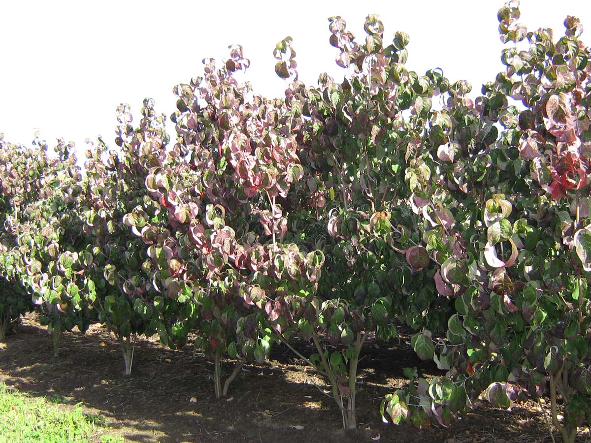 Cornus florida rubra Tuinplanten struik