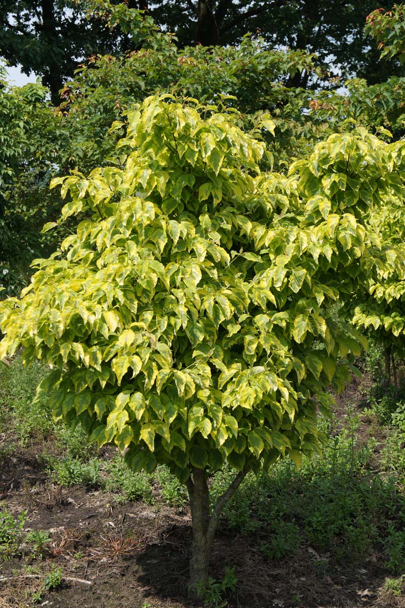Cornus florida 'Sunset' meerstammig / struik struik