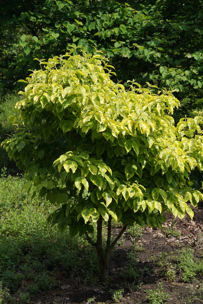 Cornus florida 'Sunset' meerstammig / struik struik