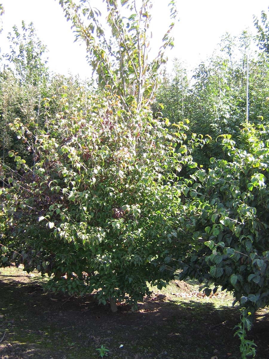 Cornus kousa meerstammig / struik struik