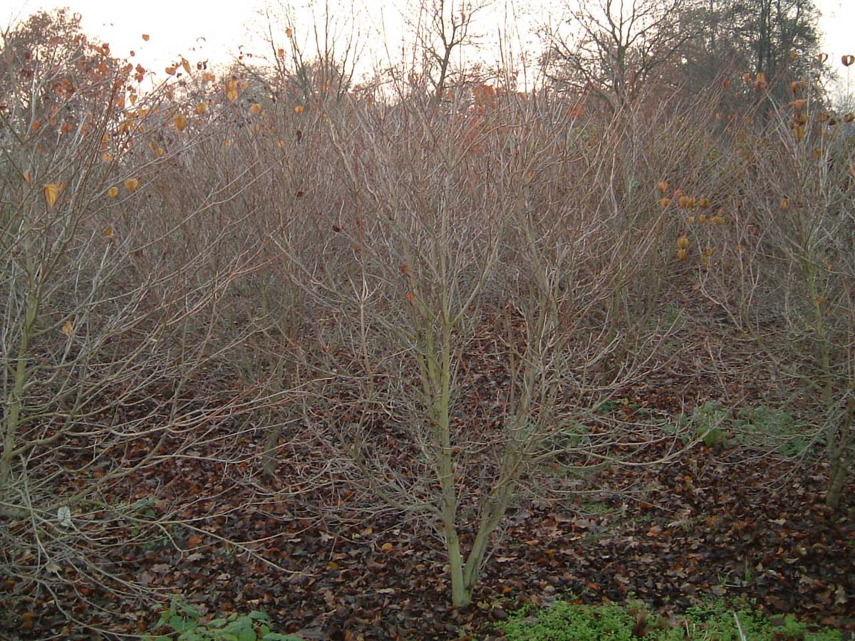 Cornus kousa meerstammig / struik struik
