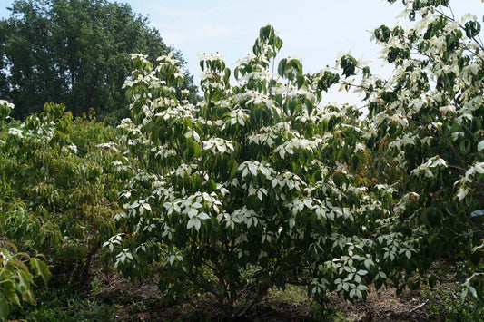 Cornus kousa chinensis meerstammig / struik struik