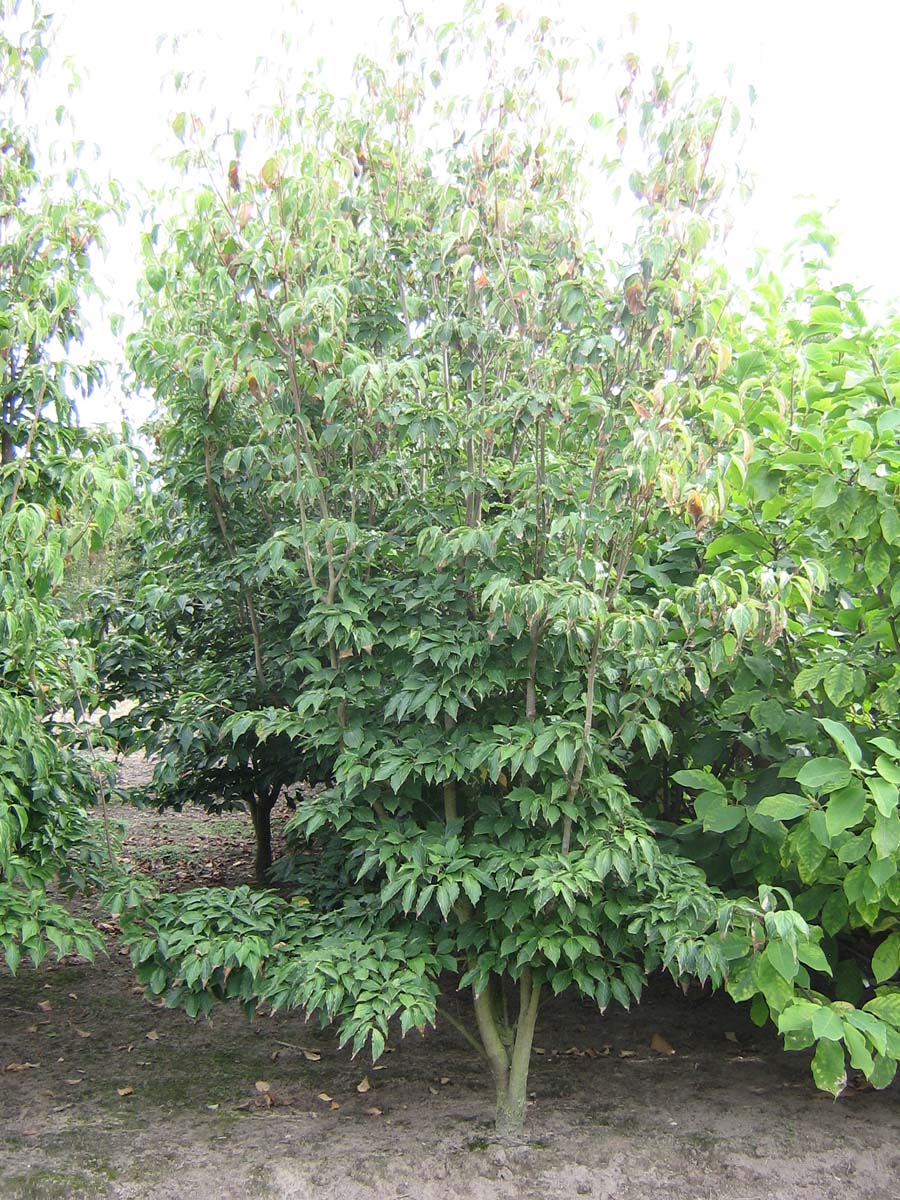 Cornus kousa chinensis meerstammig / struik struik