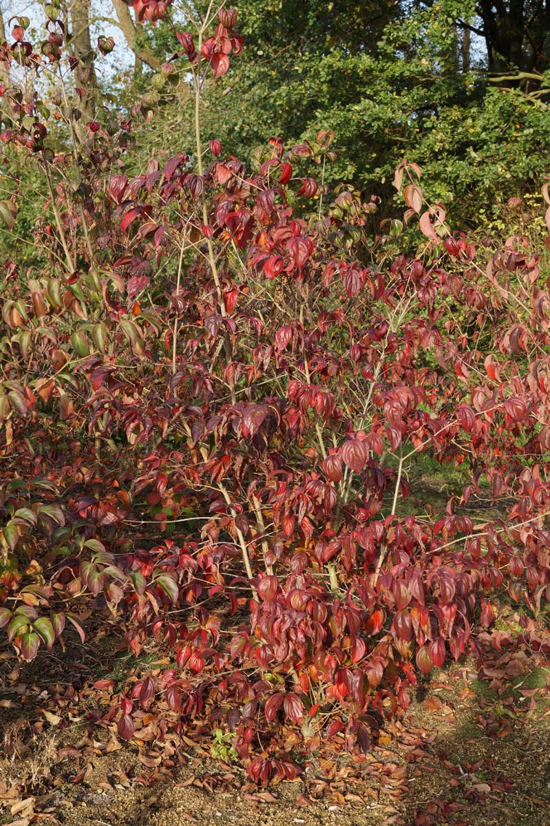Cornus kousa chinensis meerstammig / struik struik