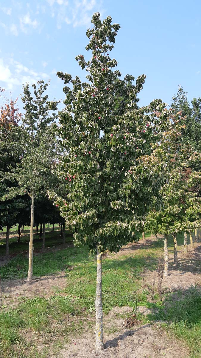 Cornus kousa chinensis solitair solitair