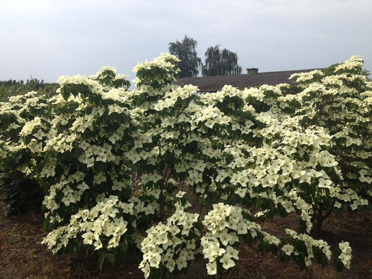 Cornus kousa 'National' meerstammig / struik struik