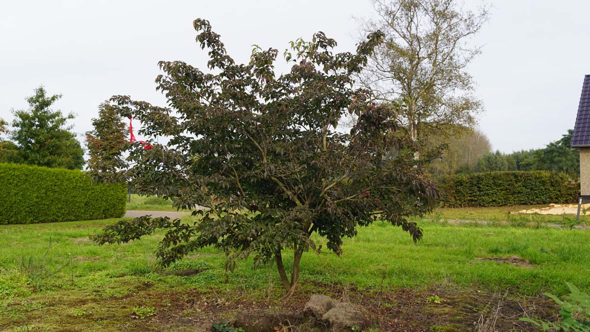 Cornus kousa 'National' meerstammig / struik struik