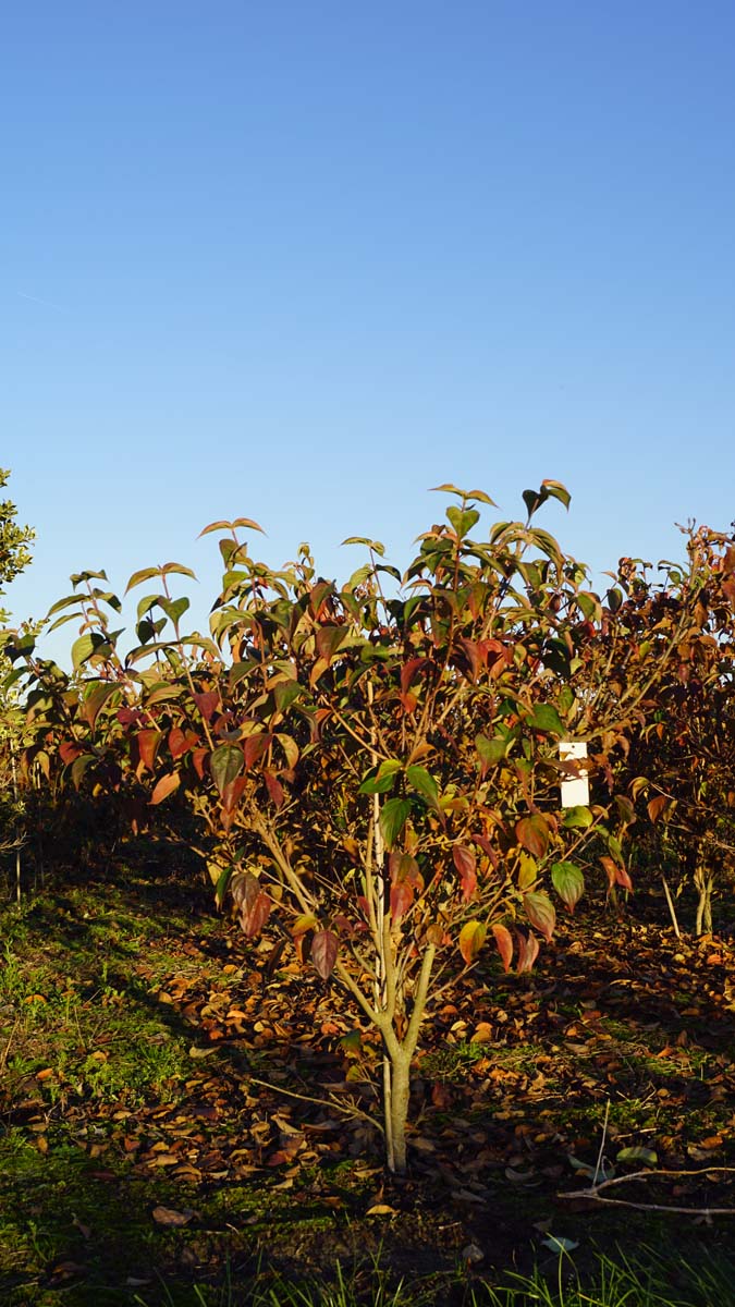 Cornus kousa 'National' meerstammig / struik struik