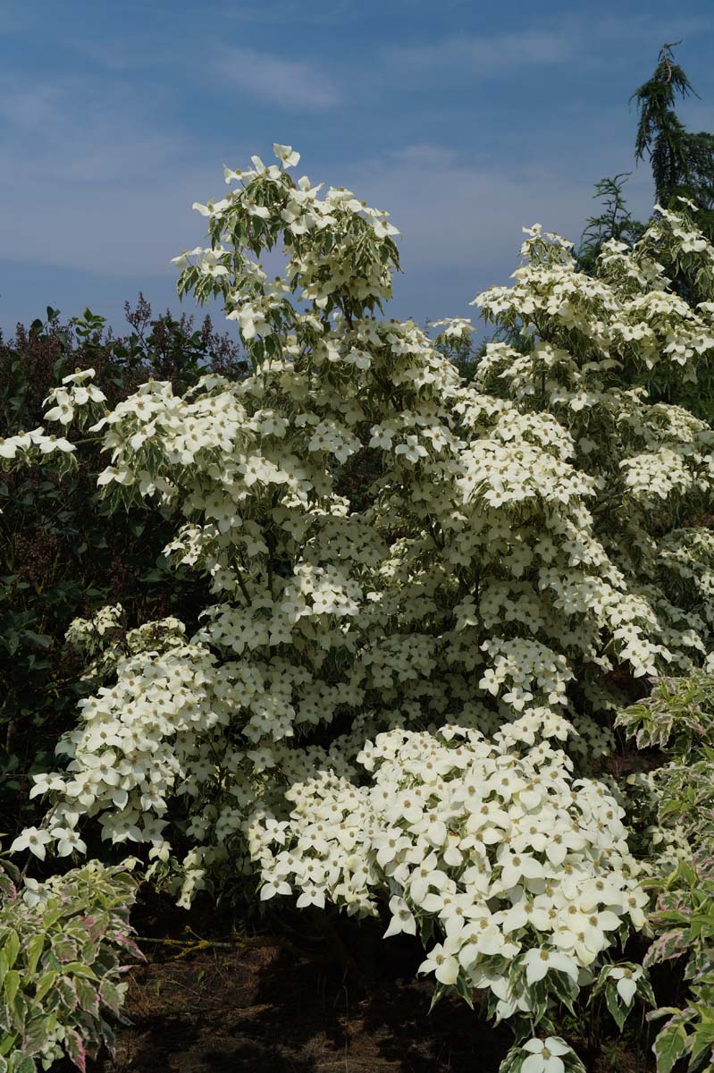 Cornus kousa 'Samzam' meerstammig / struik struik