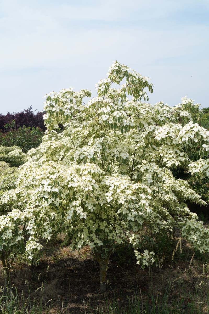 Cornus kousa 'Samzam' meerstammig / struik struik